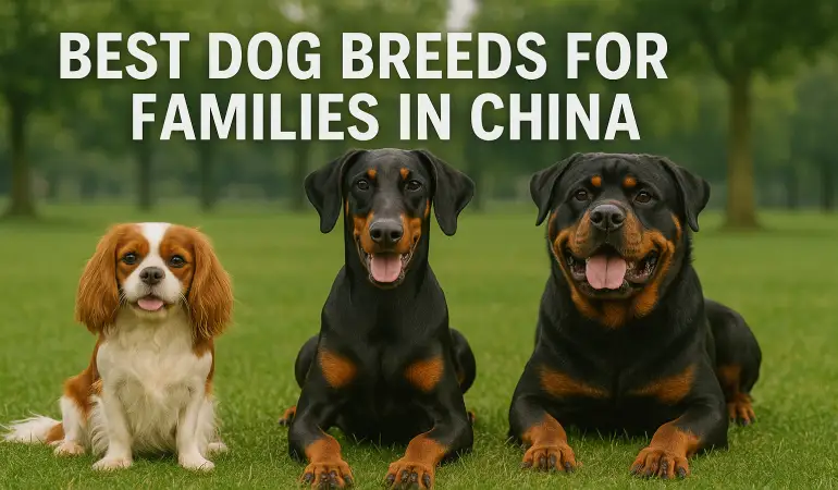 Best Dog Breeds for Families in China | Family Companions & Protection Dogs