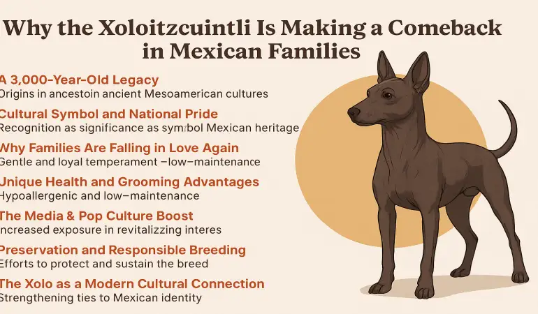 Why the Xoloitzcuintli Is Making a Comeback in Mexican Families