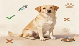 Hypoallergenic Dog Breeds: What Works & What's a Myth (2026)